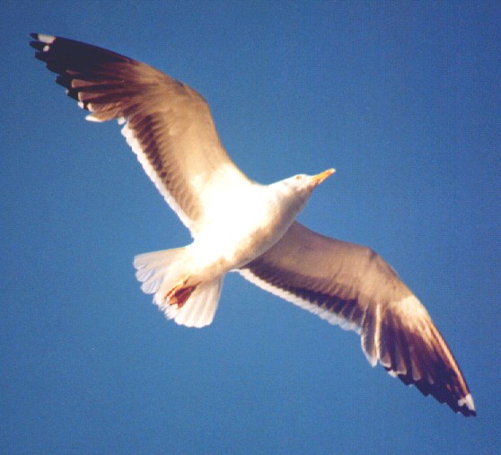 Lesser Black-backed Gull